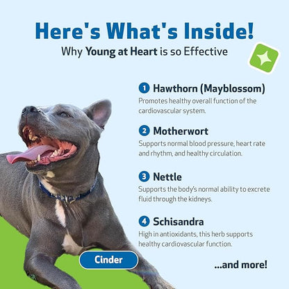 Pet Wellbeing Young at Heart for Dogs - Senior Heart Health Support, Cardiovascular Wellness with Hawthorn & Motherwort - NASC Certified & Vet-Formulated - 4 oz Liquid Formula