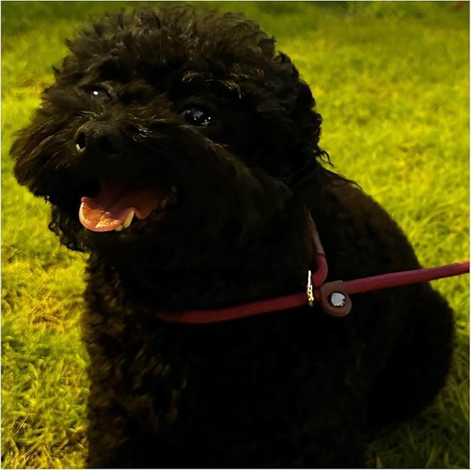 BTINESFUL 7FT Slip Lead Dog Leash, 1/4inch Lightweight Nylon Rope Leash, No-Pull Training Lead for Small Medium Dogs, Wine red