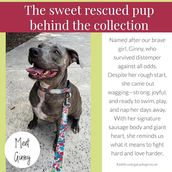 Lucky Love Dog - Easy Click Buckle Dog Collar with Leash Set Combo, Durable & Comfortable for Male & Female Dogs, Pet Collar for Small Dogs, Secure Fit - Ginny Combo, Small