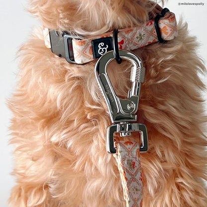 Lucy & Co. 5 Foot Designer Dog Leash for Small, Medium or Big Dogs or Puppies Puppy – Pet Accessories & Supplies- Small-Orange Cream Pumpkin