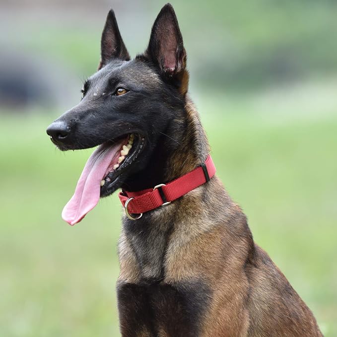 Hyhug Martingale Dog Collar Medium Red |Escape - Proof Heavy Duty Nylon Durable No Slip, Ideal for Training & Daily Walks