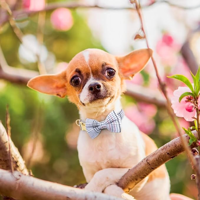 Beirui Cute Extra Small Dog Harness Collar and Leash Set with Bowtie, Soft Adjustable Plaid Puppy Harness for Small Sized Dogs Cats Walks Parties and Photoshoots(Blue,XXS:Chest 12-14")