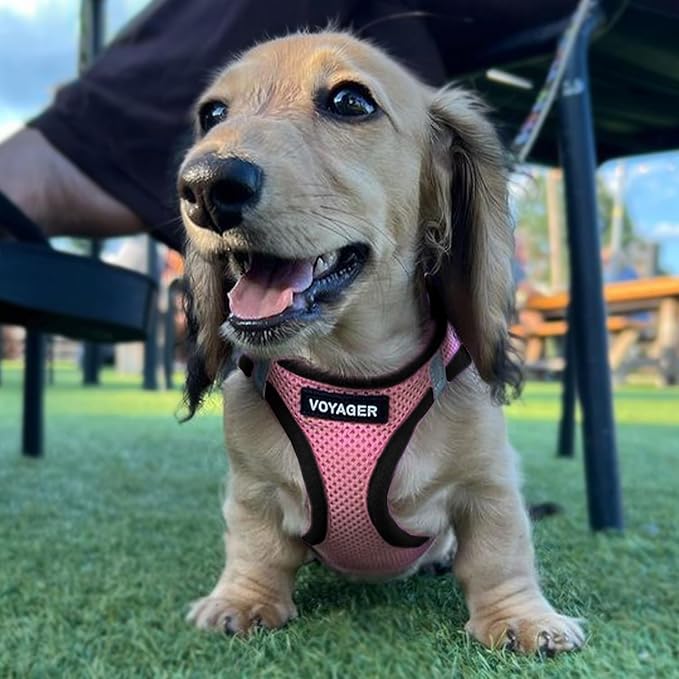 Best Pet Supplies Voyager Step-in Air All Weather Mesh Harness and Reflective Dog 5 ft Leash Combo with Neoprene Handle, for Small, Medium and Large Breed Puppies - Pink Base, L