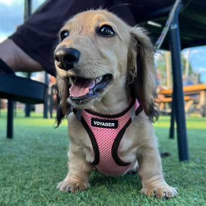 Best Pet Supplies - All Weather Mesh / Plush, Reflective, No Pull Harness for Small, Medium Dogs, Cats - Secure with Hook & Loop Fastener, Buckle, Double D-Rings - Pink/Black Trim, S