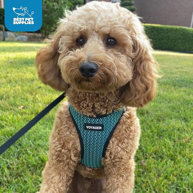 Best Pet Supplies Voyager Step-in Air Harness - All Weather Mesh, Reflective, No Pull Harness for Dogs, Cats - Secure with Hook & Loop Fastener, Buckle, Double D-Rings - Turqupise 2-Tone, XL