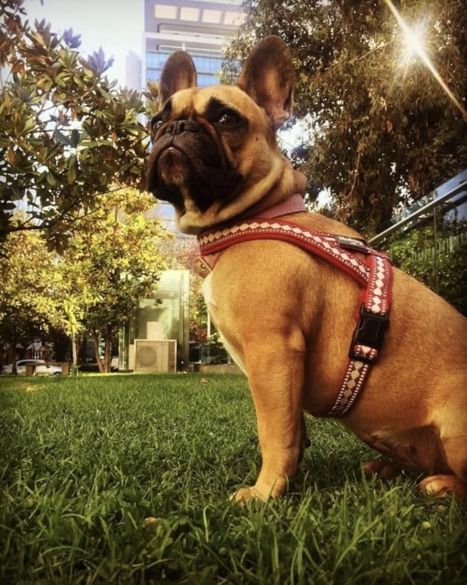 Blueberry Pet 4 Colors Soft & Comfy 3M Reflective Jacquard Padded Dog Harness, Chest Girth 30" - 38.5", Purple Grey, Large, Adjustable Harnesses for Dogs