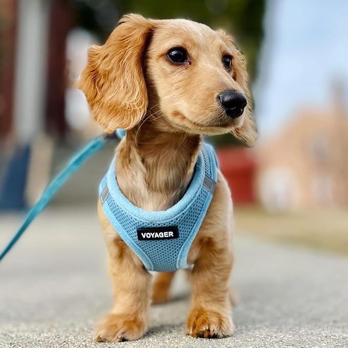 Best Pet Supplies Voyager Step-in Air All Weather Mesh Harness and Reflective Dog 5ft Leash Combo with Neoprene Handle, for Small, Medium and Large Breed Puppies - Set (Baby Blue), X-Large