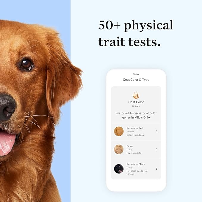 Wisdom Panel Essential Dog DNA Kit: Most Accurate Test for 365+ Breeds, 30 Genetic Health Conditions, 50+ Traits, Relatives, Ancestry - 1 Pack