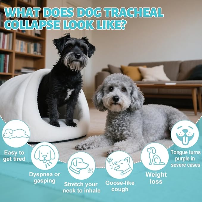 Collapsed Trachea Treatment for Dogs, Trachea Cough Elixir, Dog Kennel Cough Relief, Herbal Supplements Promote Smooth Breathing for Dogs, Easy to Administer (2 FL OZ)