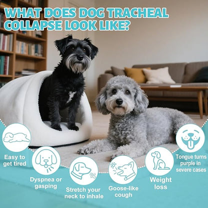 Collapsed Trachea Treatment for Dogs, Trachea Cough Elixir, Dog Kennel Cough Relief, Herbal Supplements Promote Smooth Breathing for Dogs, Easy to Administer (2 FL OZ)