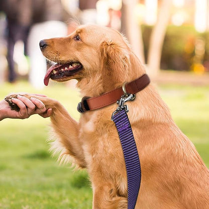 Hi Kiss Dog/Puppy Obedience Recall Training Agility Lead - 15ft 20ft 30ft 50ft 100ft Training Leash - Great for Training, Play, Camping, or Backyard(30ft,Black_Purple)
