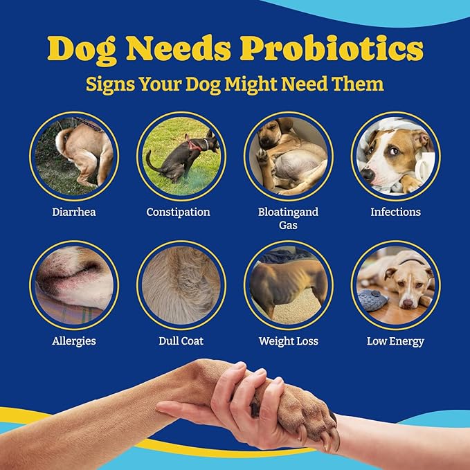 Probiotics for Dogs - 6 Billion CFUs, Dog Probiotics with Prebiotics & Digestive Enzymes for Gut, Immune & Skin Health - Turkey & Pumpkin Flavor, 180 Soft Chews