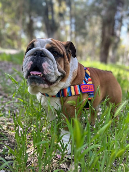 BULLHUG 6 FT Bulldog Leash with Padded Handle. Perfect for Bulldogs, French Bulldogs, Pugs & All Breeds. Leashes for Walking, Training Lead for Bulldogs (Shark)