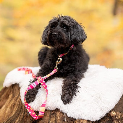 Lucky Love Dog - Easy Click Buckle Dog Collar with Leash Set Combo, Durable & Comfortable for Male & Female Dogs, Pet Collar for Medium Dogs, Secure Fit - Molly Combo, Medium