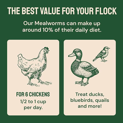 Hatortempt Dried Mealworms - Non-GMO & Organic - High-Protein Mealworms for Wild Bird Food, Ducks & Chickens (5lb)
