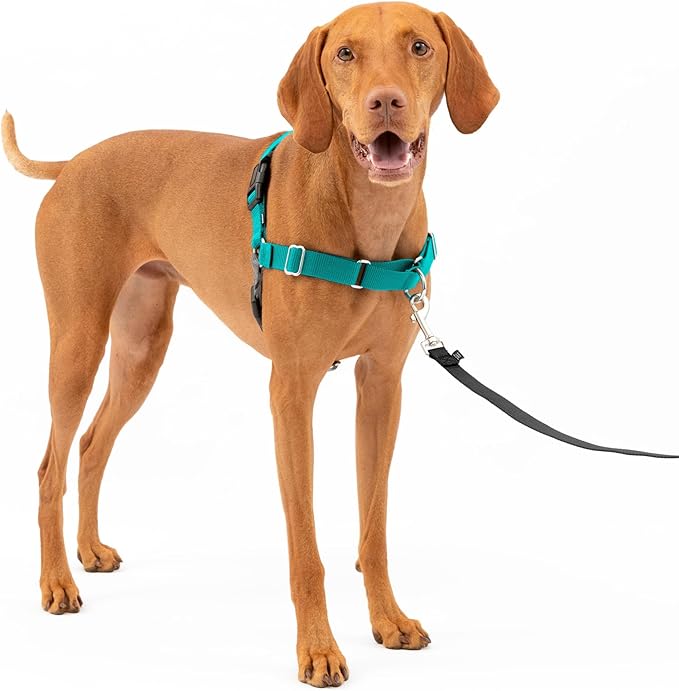 PetSafe Easy Walk Harness for Dogs - Pull-Free Walks - Patented Martingale Loop Design - Front Chest Leash Attachment - Comfort Straps - Breathable Harness Design - Medium, Teal/Gray