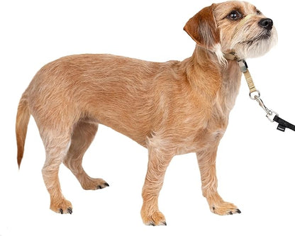 PetSafe Gentle Leader Headcollar No-Pull Dog Collar - Helps Improve Walks - Durable Nylon Construction - Padded Nose Loop - Adjustable Fit - Comfort Walking Halter - Small, Fawn