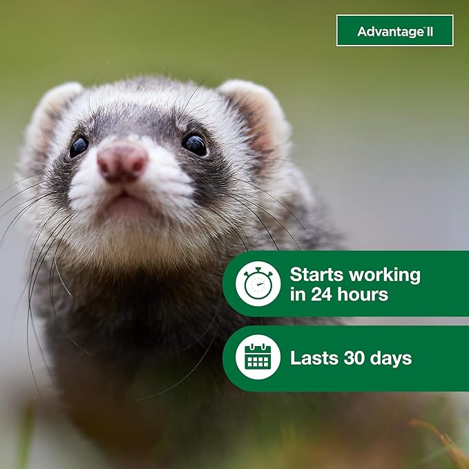 Advantage II Ferret Vet-Recommended Flea Treatment & Prevention | Ferret 1+ lbs. | 2-Month Supply