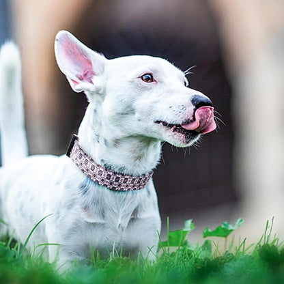 QQPETS Adjustable Soft Dog Collar: Print Flower Pink Multicolor Cute Patterns for XS Small Medium Large Pet Girl Boy Puppy Walking Running Training