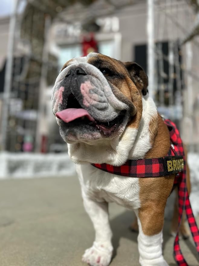 BULLHUG 6 FT Bulldog Leash with Padded Handle. Perfect for Bulldogs, French Bulldogs, Pugs & All Breeds. Leashes for Walking, Training Lead for Bulldogs (Shark)