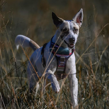 Embark Adventure Dog Harness for Small, Medium & Large Dogs – No Pull, Reflective Trim, Heavy Duty Oxford, 2 Leash Clips, Gel-Lined Handle, Soft Padded