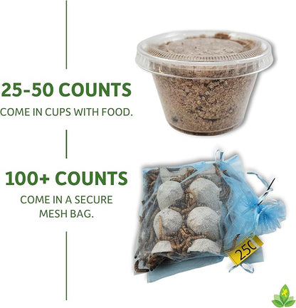 Josh's Frogs Superworms (50 Count)