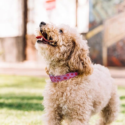 QQPETS Adjustable Soft Dog Collar: Print Flower Pink Multicolor Cute Patterns for XS Small Medium Large Pet Girl Boy Puppy Walking Running Training