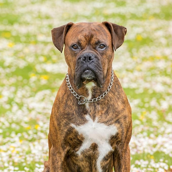 Chain Dog Collar, Metal Slip Link Heavy Duty XL Collar Training Collars for Large XL Dogs, Silver XL