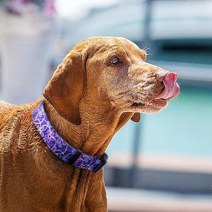QQPETS Adjustable Soft Dog Collar: Print Flower Pink Multicolor Cute Patterns for XS Small Medium Large Pet Girl Boy Puppy Walking Running Training