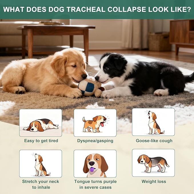 Collapsed Trachea Treatment for Dogs, Cough for Dogs, Trachea Cough Elixir, Natural Herbal Supplements Relieves Cough and Helps Soothe the Throat (2 FL OZ)