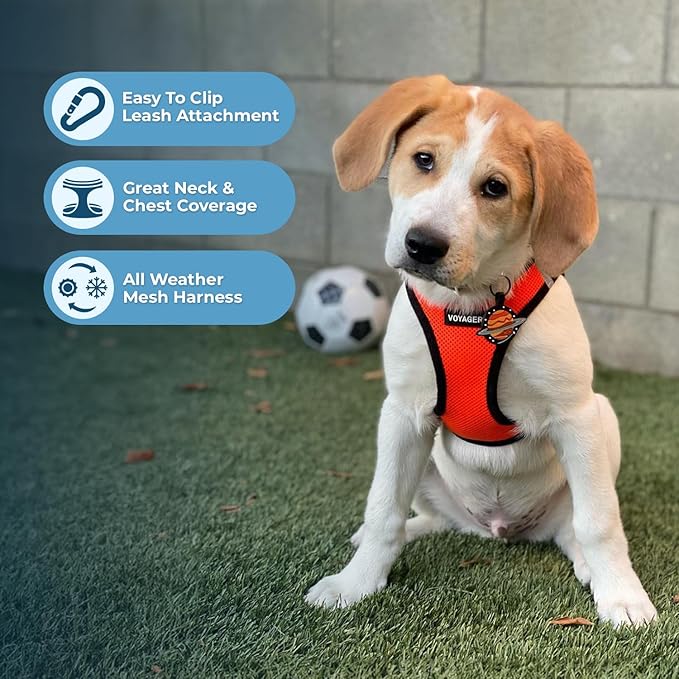 Best Pet Supplies Voyager Step-in Air Harness - All Weather Mesh, Reflective, No Pull Harness for Dogs, Cats - Secure with Hook & Loop Fastener, Buckle, Double D-Rings - Orange/Black Trim, S