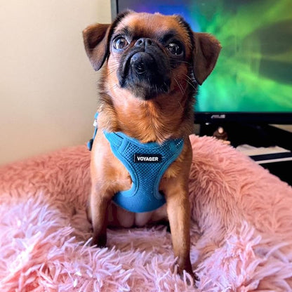 Best Pet Supplies Voyager Adjustable Step-in Flex Breathable Mesh Dog Harness for Small Medium Large Dogs (Turquoise), M