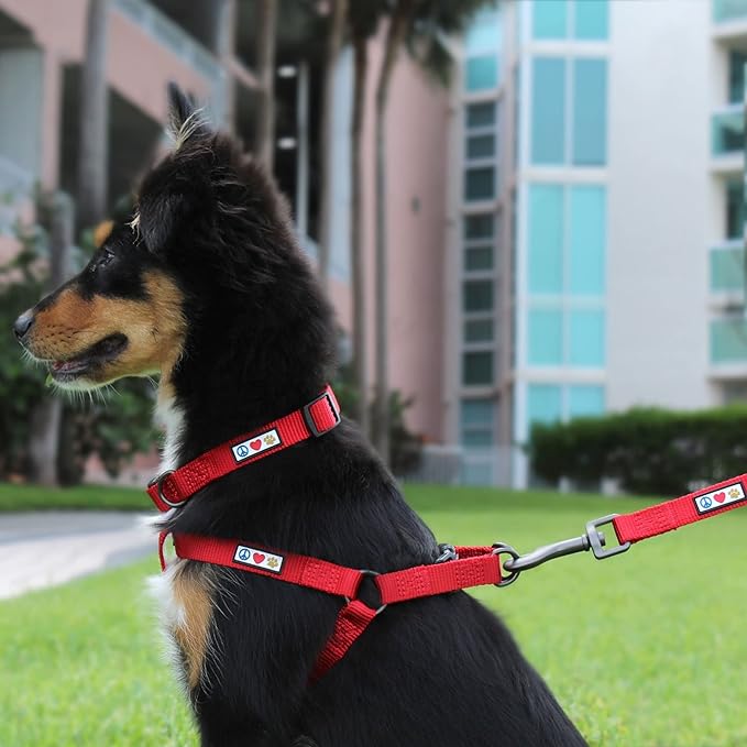 Pawtitas Solid 6 ft Marsala Dog Leash XS/S Custom Name and Phone Embroidery Strong Nylon Leash for Small Breeds
