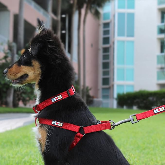 Pawtitas Personalized 6 ft Green Dog Leash XS/S Custom Name and Phone Embroidery Strong Nylon Leash for Small Breeds