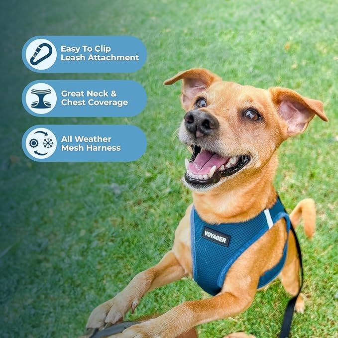 Best Pet Supplies Voyager Step-in Air Harness - All Weather Mesh, Reflective, No Pull Harness for Dogs, Cats - Secure with Hook & Loop Fastener, Buckle, Double D-Rings - Turquoise, L