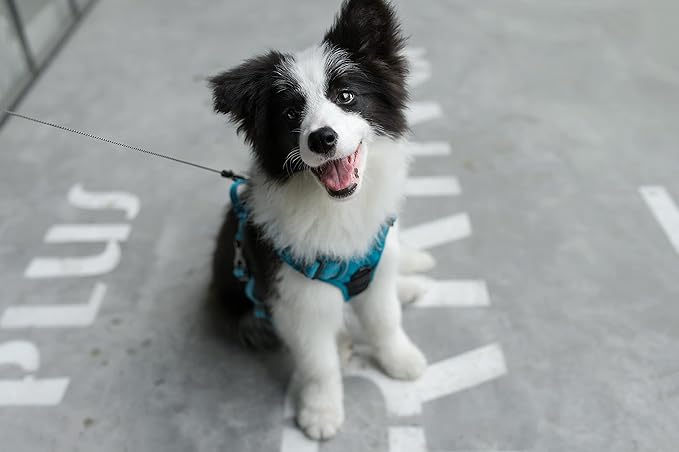 Voyager Dog Harness Dual Leash Attachment No-Pull Control Adjustable Soft but Strong Pet Harness for Medium and Large Dogs with 3M Reflective Technology, Turquoise Nylon, L (Chest: 25-30")