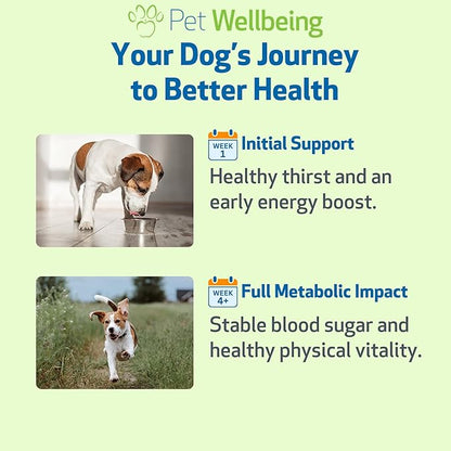 Pet Wellbeing Blood Sugar Gold Dogs - Holistic Support for Healthy Blood Sugar Levels, Insulin Stabilization & Normal Pancreatic Function - NASC Certified & Vet-Formulated - 4 oz Liquid