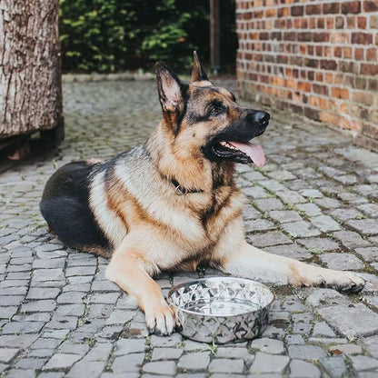 Hunter Silicone Stainless Steel Dog Feeder 4.1 L