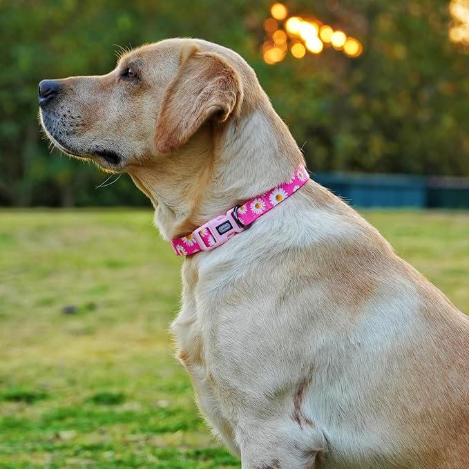 Dog Collar and Leash Set, Cute Pink Daisy Pattern, Polyester Material, 5ft Leash, for Medium Dogs.(M, Daisy Set)