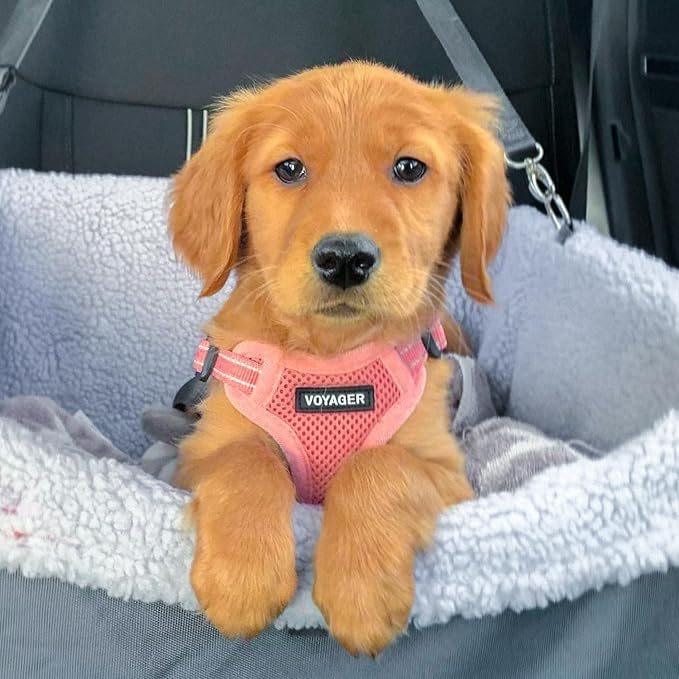 Best Pet Supplies Voyager Adjustable Step-in Flex Breathable Mesh Dog Harness for Small Medium Large Dogs Leash Set (Pink), L