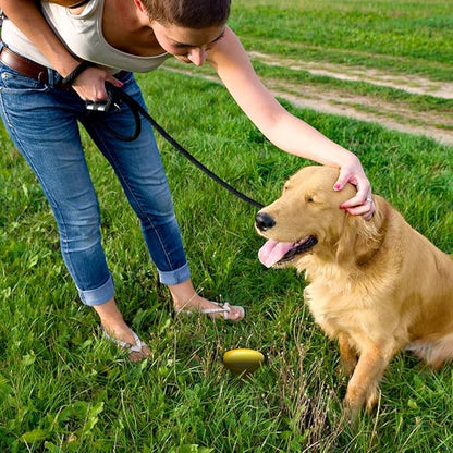 Simple Solution Pee Post Outdoor Dog Training Aid, 13-Inch Pheromone-Infused Stake for Puppy Potty Training, Yard Marking, and Housebreaking, Dog Pee Attractant for Lawn & Garden (Pack of 6)