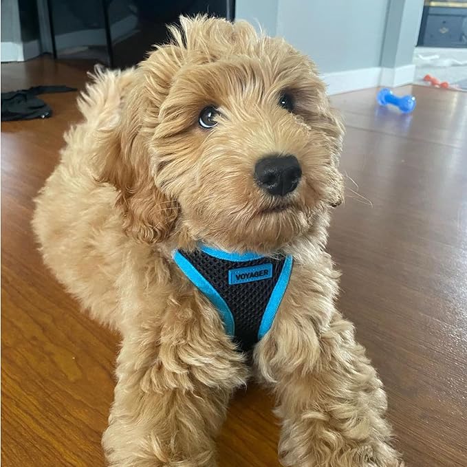 Best Pet Supplies - All Weather Mesh/Plush, Reflective, No Pull Harness for Small, Medium Dogs, Cats - Secure with Hook & Loop Fastener, Buckle, Double D-Rings - Black/Blue Trim, XS