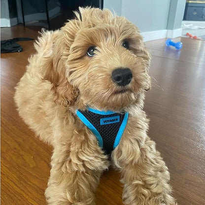 Best Pet Supplies - All Weather Mesh/Plush, Reflective, No Pull Harness for Small, Medium Dogs, Cats - Secure with Hook & Loop Fastener, Buckle, Double D-Rings - Black/Blue Trim, XS