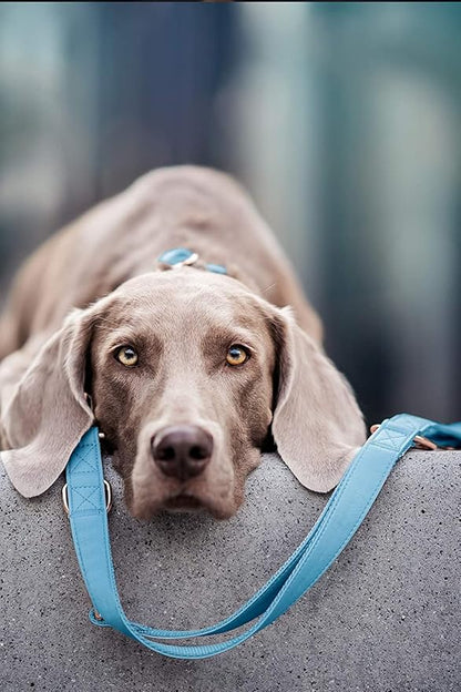Soft Leather Dog Collar and Leash (6.6') Set - Stylish Rose Gold Heavy Duty Metal Buckle, 4 Adjustable Lengths Leash for Small Medium Large Dogs - Comfortable & Easy to Clean Light Blue M(13.8"-19.7")