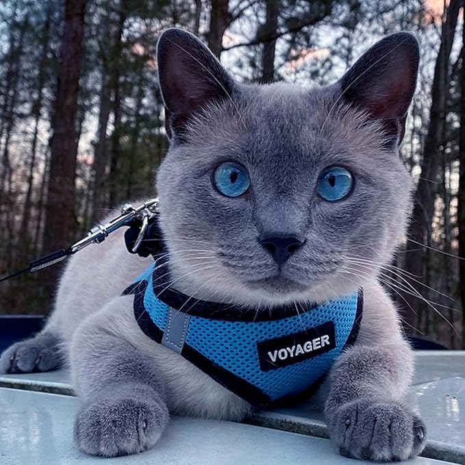 Best Pet Supplies Voyager Step-in Air All Weather Mesh Harness and Reflective Dog 5ft Leash Combo with Neoprene Handle, for Small, Medium and Large Breed Puppies - Set (Baby Blue/Black Trim), X-Small