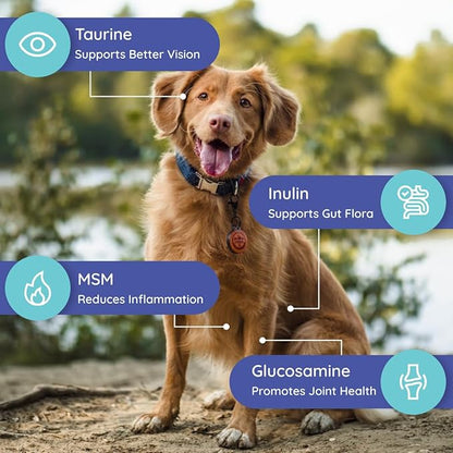 Dog Electrolytes and Joint Supplement | Glucosamine, Chondroitin & MSM for Inflammation and Mobility Support | Electrolytes for Dogs with Prebiotics | Salmon Lovers | 16 Packets