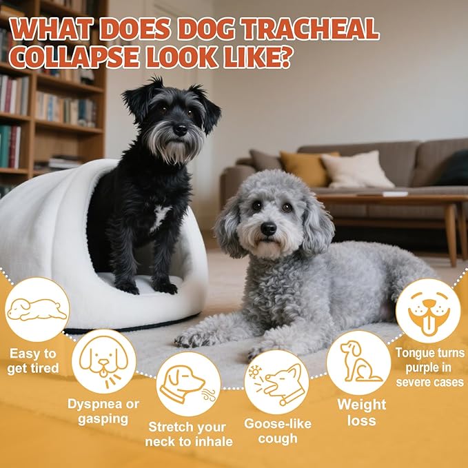 Collapsed Trachea Treatment for Dogs, Dog Cough Treatment, Trachea Cough Elixir, Natural Herbs Help Dogs Breathe Smoothly and Support Tracheal & Respiratory Health - 59mL