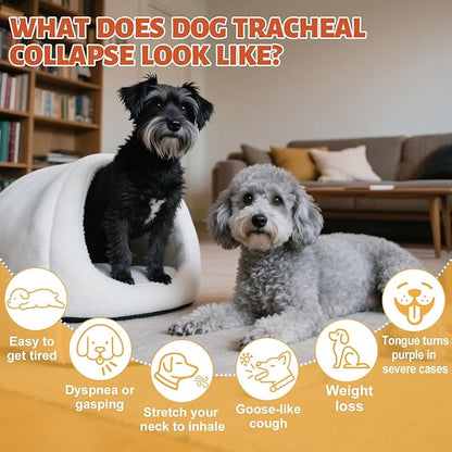 Ourea Collapsed Trachea Treatment for Dogs, Dog Cough Treatment, Trachea Cough Elixir, Natural Herbs Help Dogs Breathe Smoothly and Support Tracheal & Respiratory Health (2 fl oz)