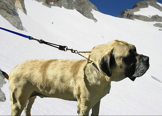 BUNGEE DOG LEASH EXTENSION – Patented Shock Absorber Attachment Protects You and Your Dogs – Works with ANY Leash & Collar or Harness – a MUST for Retractable Leashes – PICK SIZE/COLOR BELOW