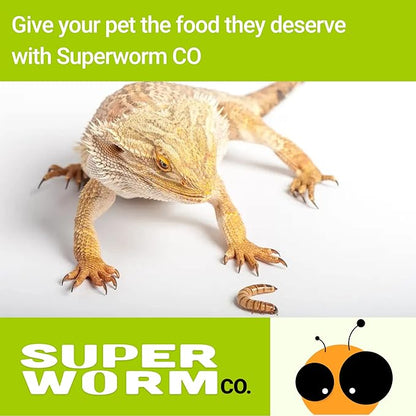 Live Superworms - 1000 Large - Live Arrival Guaranteed